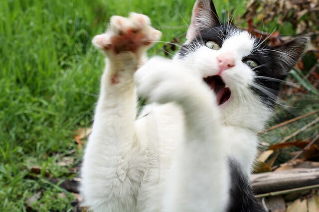 _极限飞盘世界巡回：挑战自我极限_，极限飞盘世界锦标赛