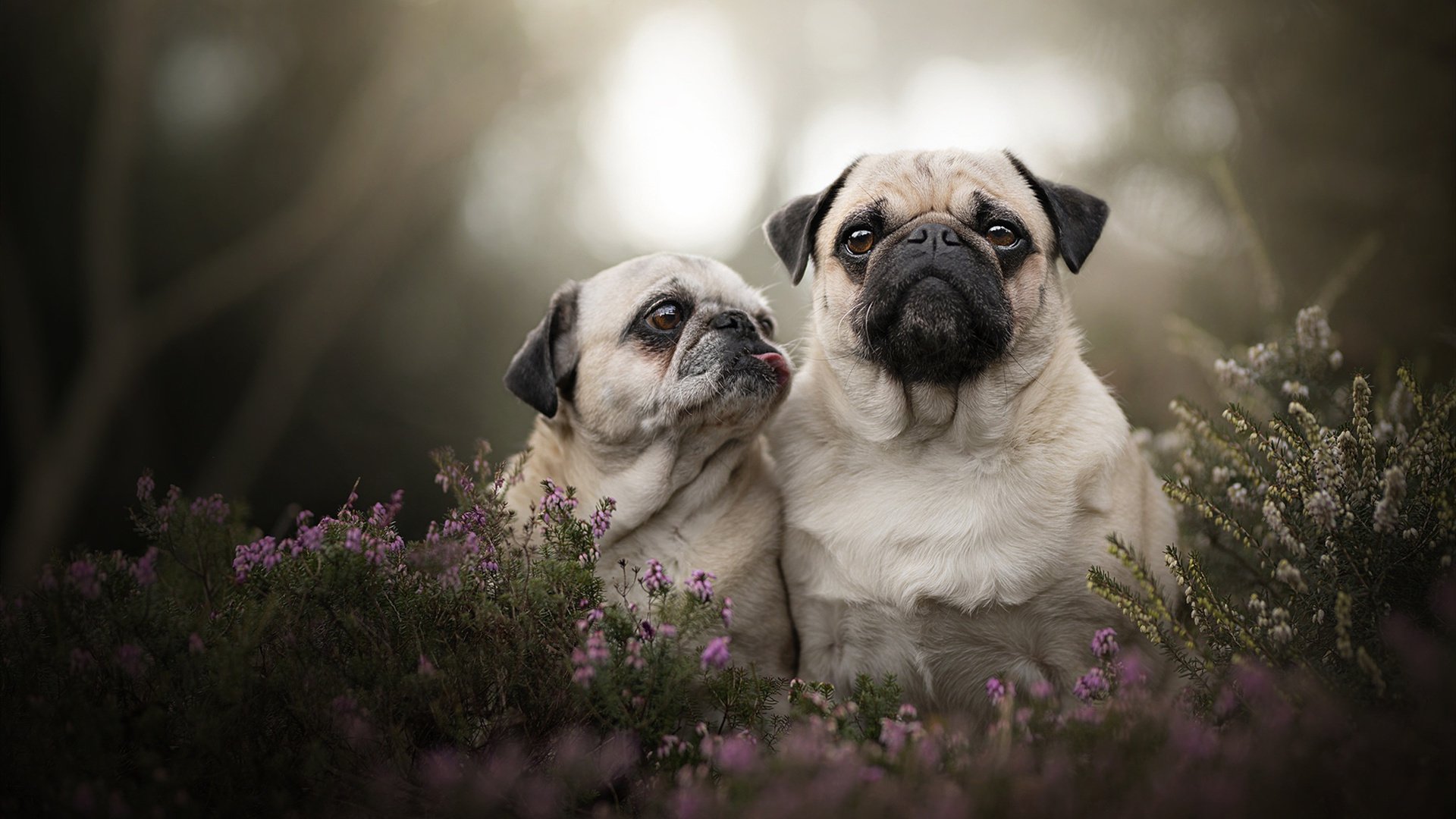 绝地求生 选手表现成为关注焦点,绝地求生职业选手画面