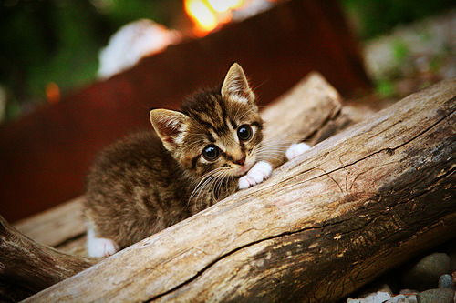 kaiyun网站-西班牙奥运队技战术水平获国际认可，西班牙奥运队阵容足球