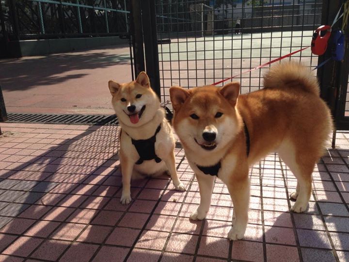 kaiyun-上海海港球员伤愈回归，上海海港球迷