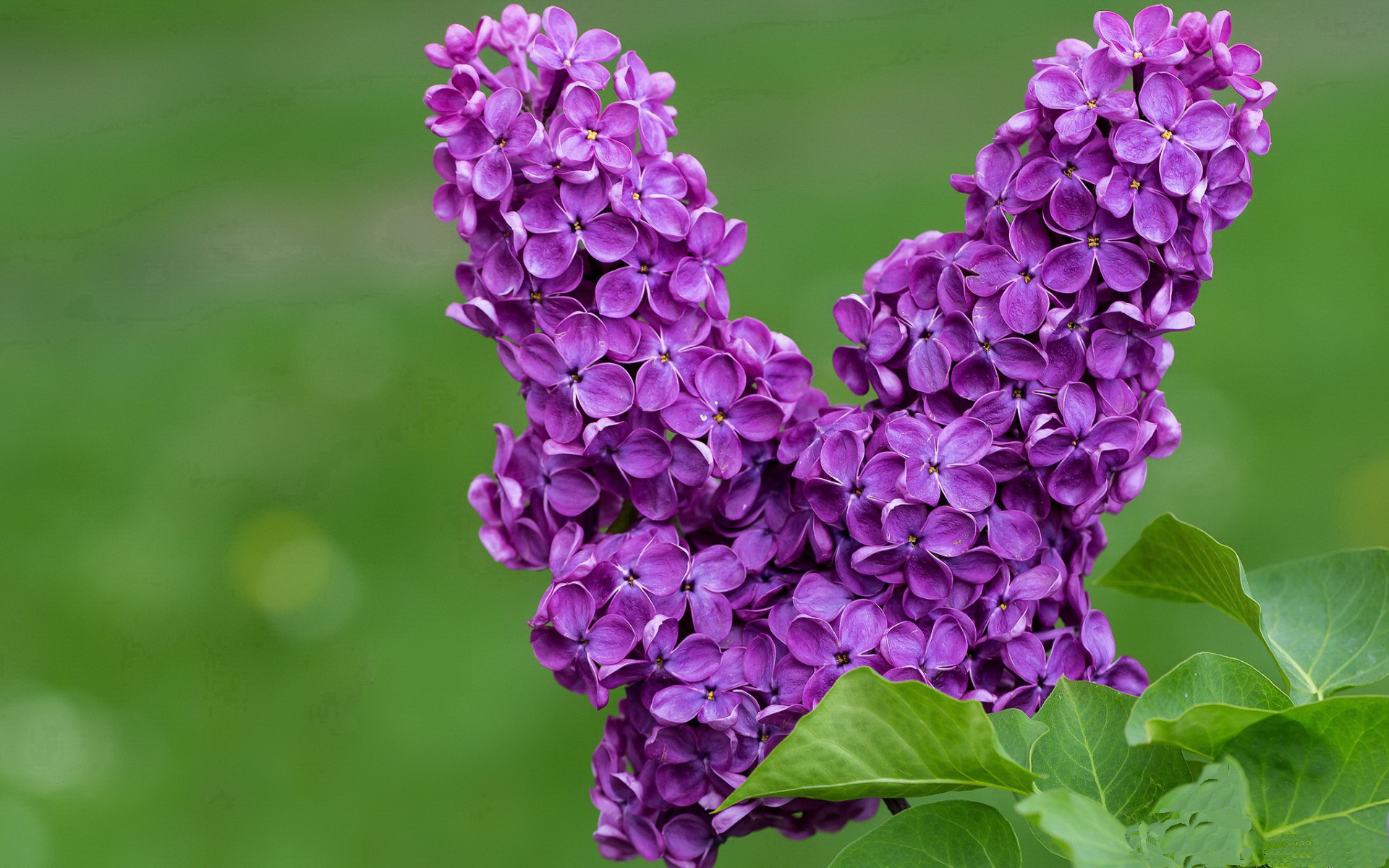 亚冠比赛高潮迭起,强队争霸场上乐无边,亚冠比赛规则