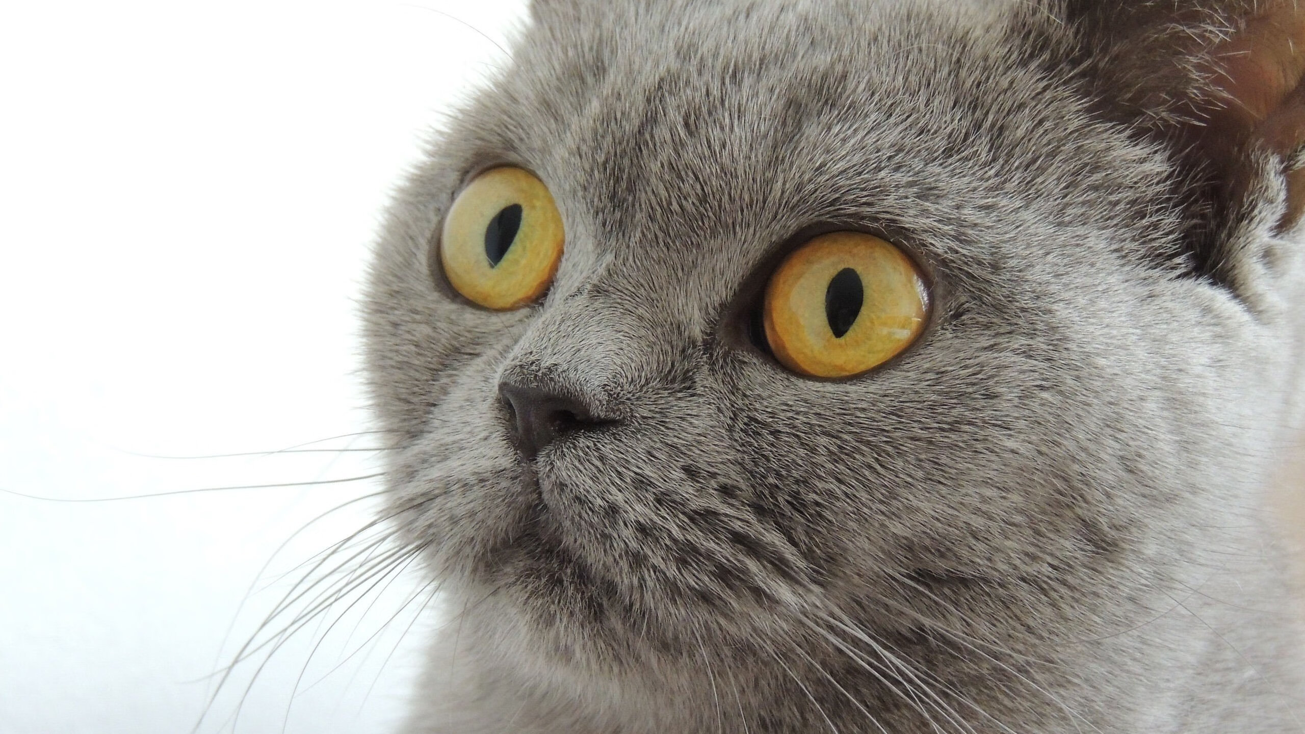 开云中国大陆-广厦控股球队防守反击效率提升，广厦控股阵容