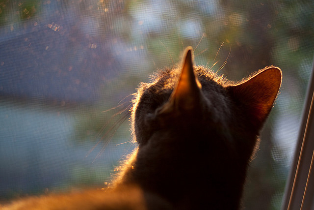 日本队内部不和,或将影响篮球比赛,日本篮球现状