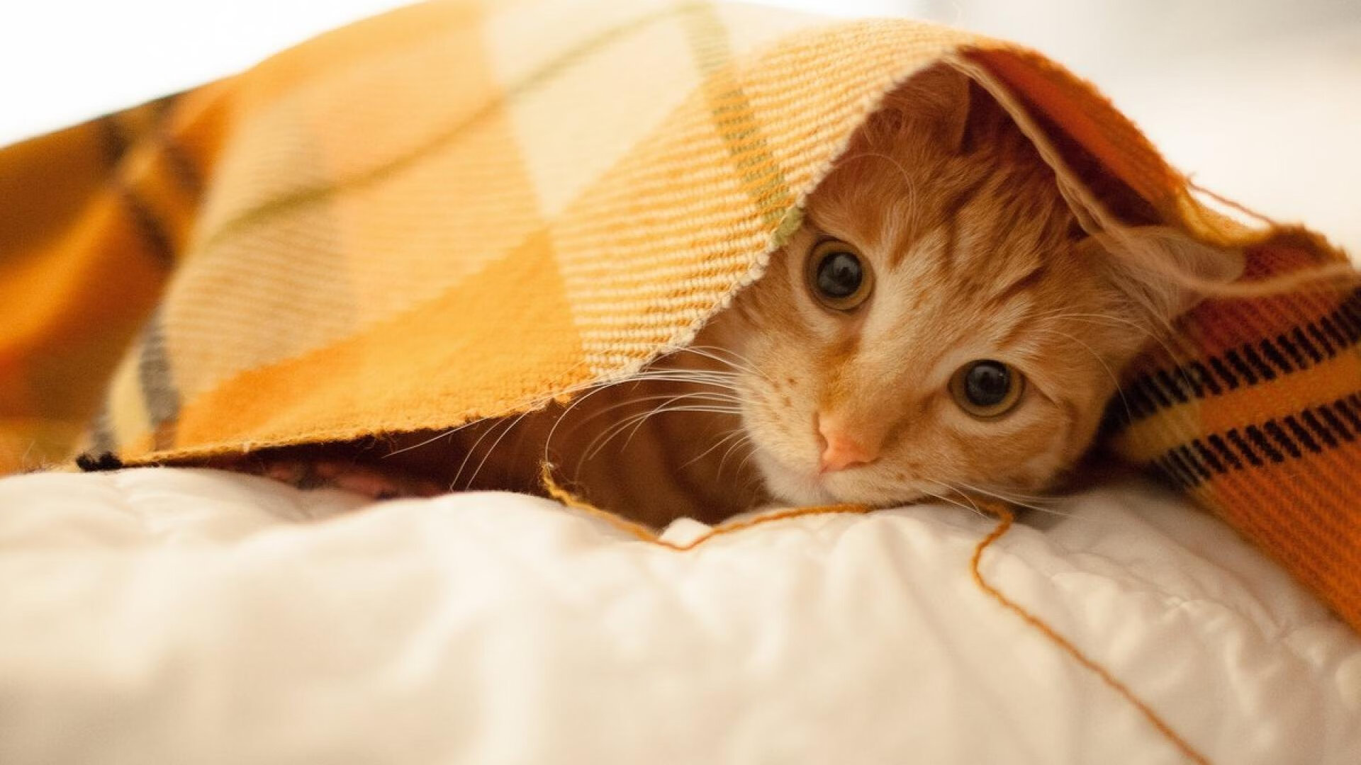 欧洲国家队主帅频频调整,备战决胜一役,欧洲国家队排名