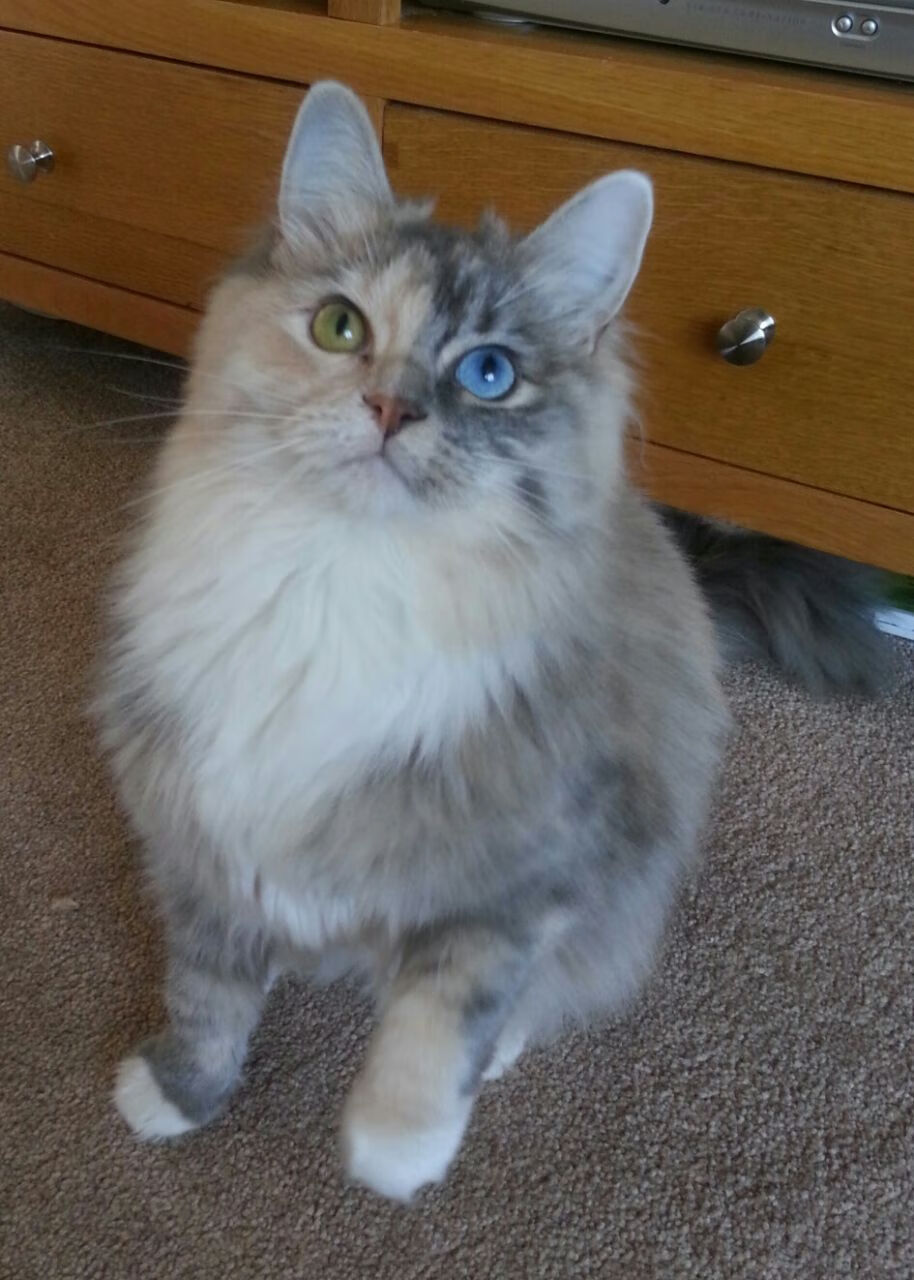 热刺遭遇桑德兰绝杀，英超积分榜上表现不尽如意，英超冠军热刺