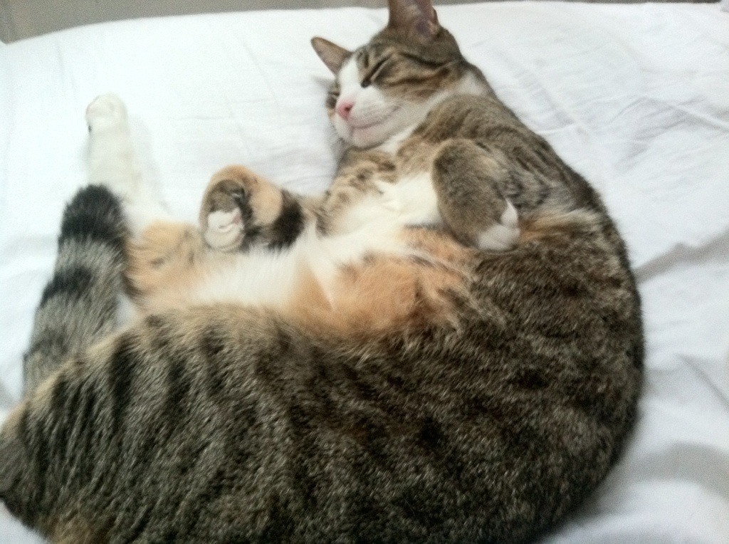 kaiyun开云·官方网站-热刺门将下课传闻再起，球迷担忧，热刺队门将