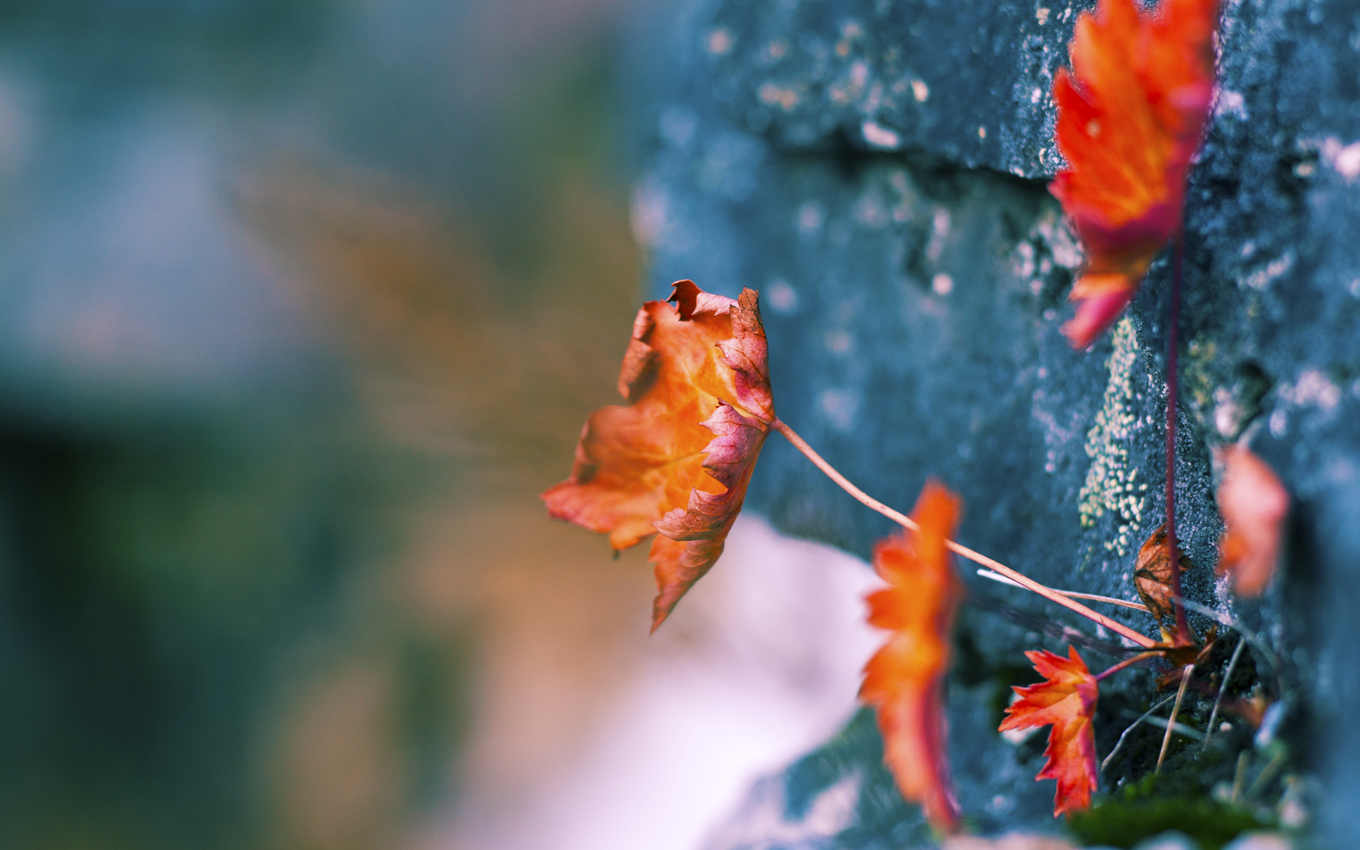 美网女单决赛落幕，斯瓦泰克横扫对手再度封后，美网女单比赛结果