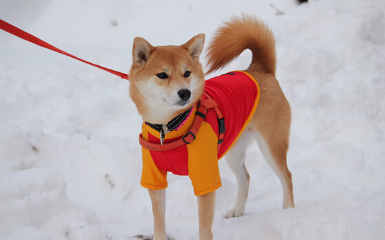 男篮全明星星锐挑战赛年轻球员成焦点,cba全明星锐星赛视频回放