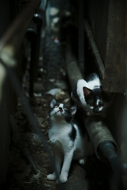 中国男篮多样化战术运用成效显著,中国男篮面临一个可怕的对手