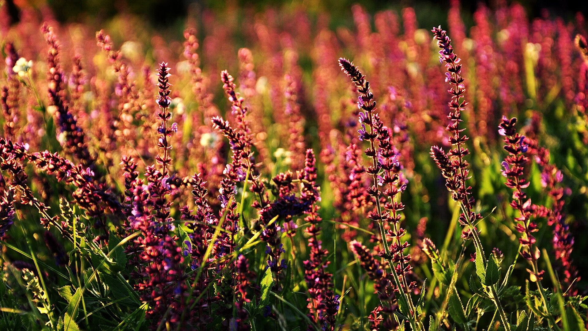 kaiyun 开云体育-中超联赛国家队迎战 球迷积极互动分析，中超国足分析