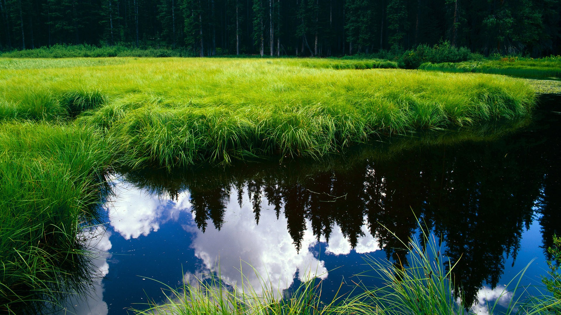 亚洲杯中国足球战胜 球迷集体庆祝胜利，中国足球亚洲杯亚军
