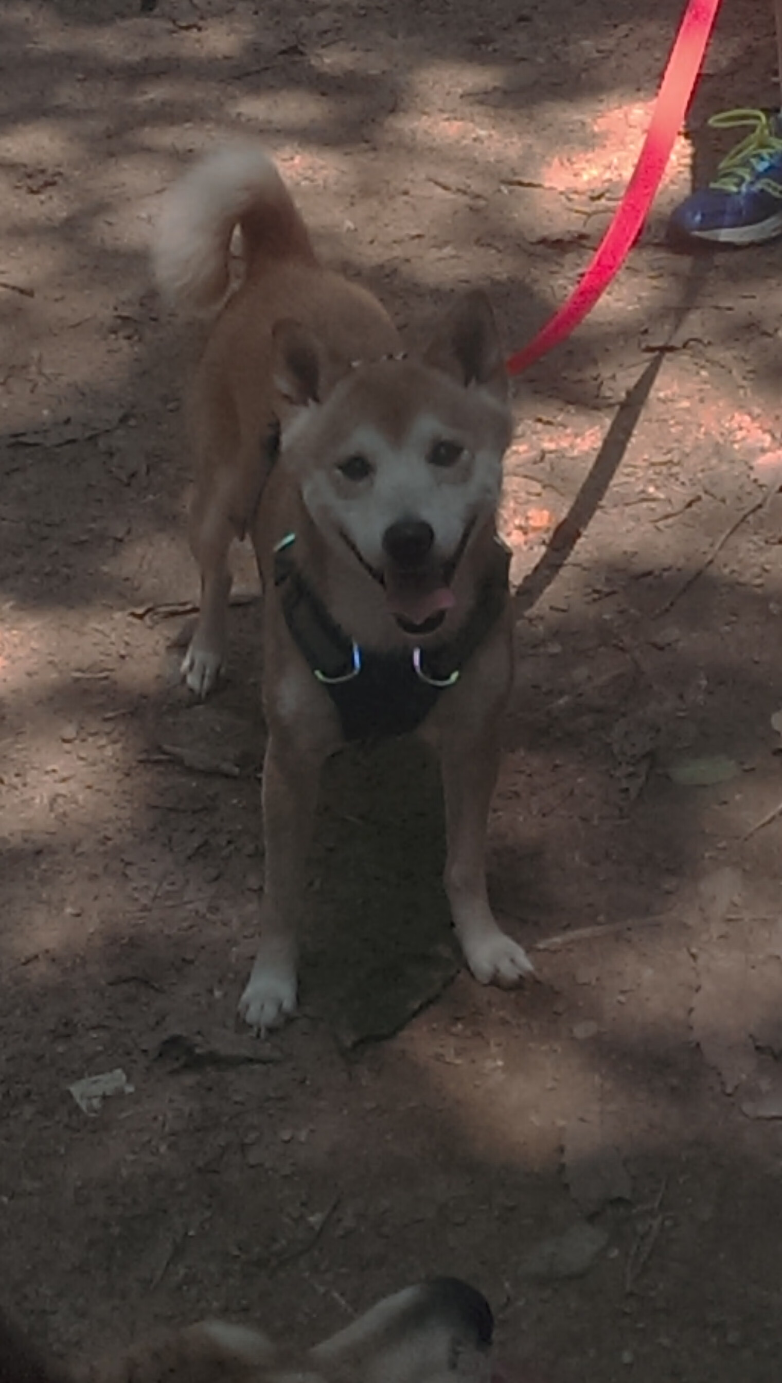 深圳领航队逐步构建快速反击体系,深圳领航者青年队 消极比赛