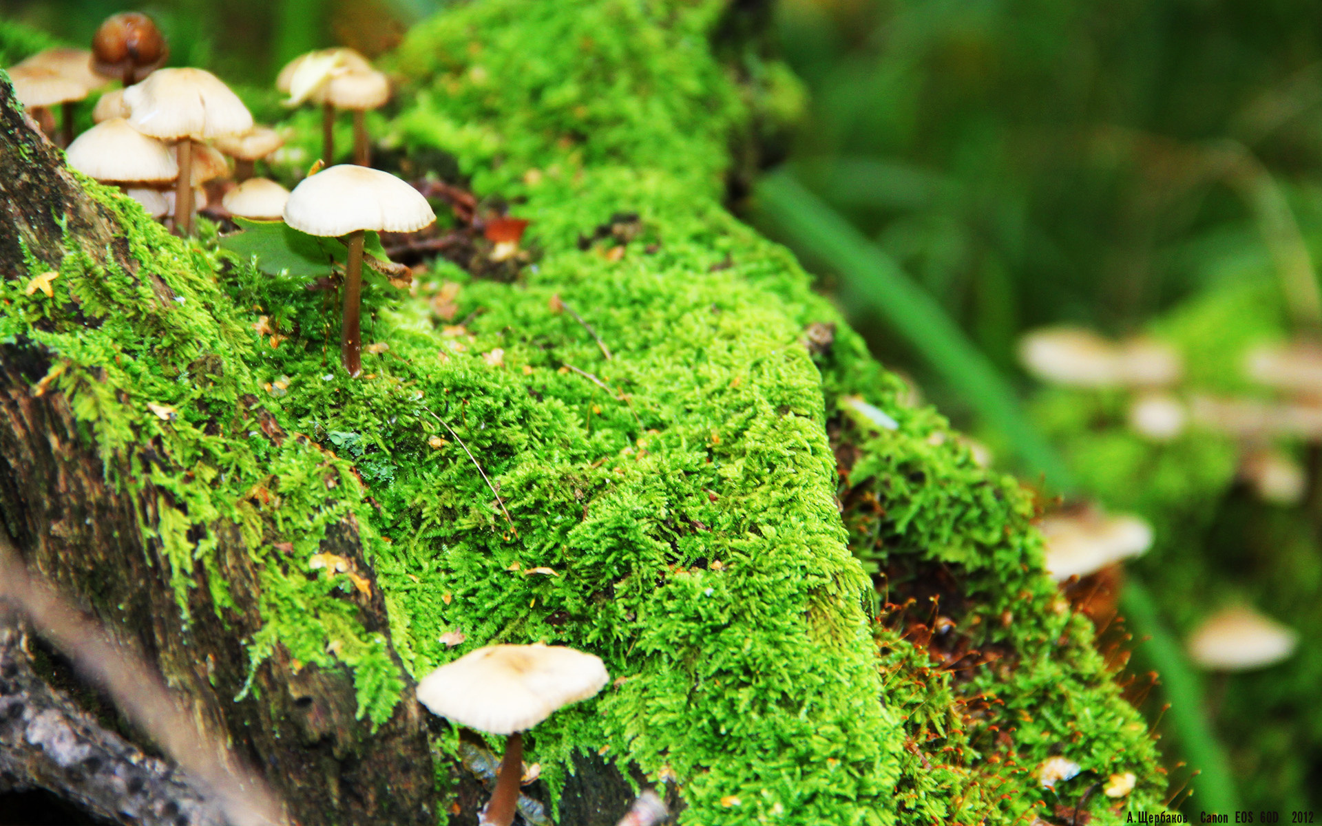 西雅图海湾者主场优势或成取胜关键,西雅图海湾人主场球衣