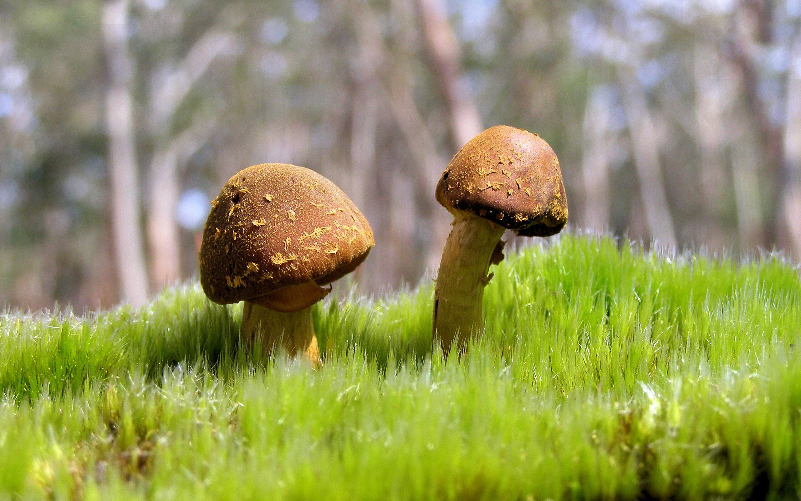 开云·体育官方网站入口-国家体操队公布国际邀请赛报名截止日期，2021国家体操队