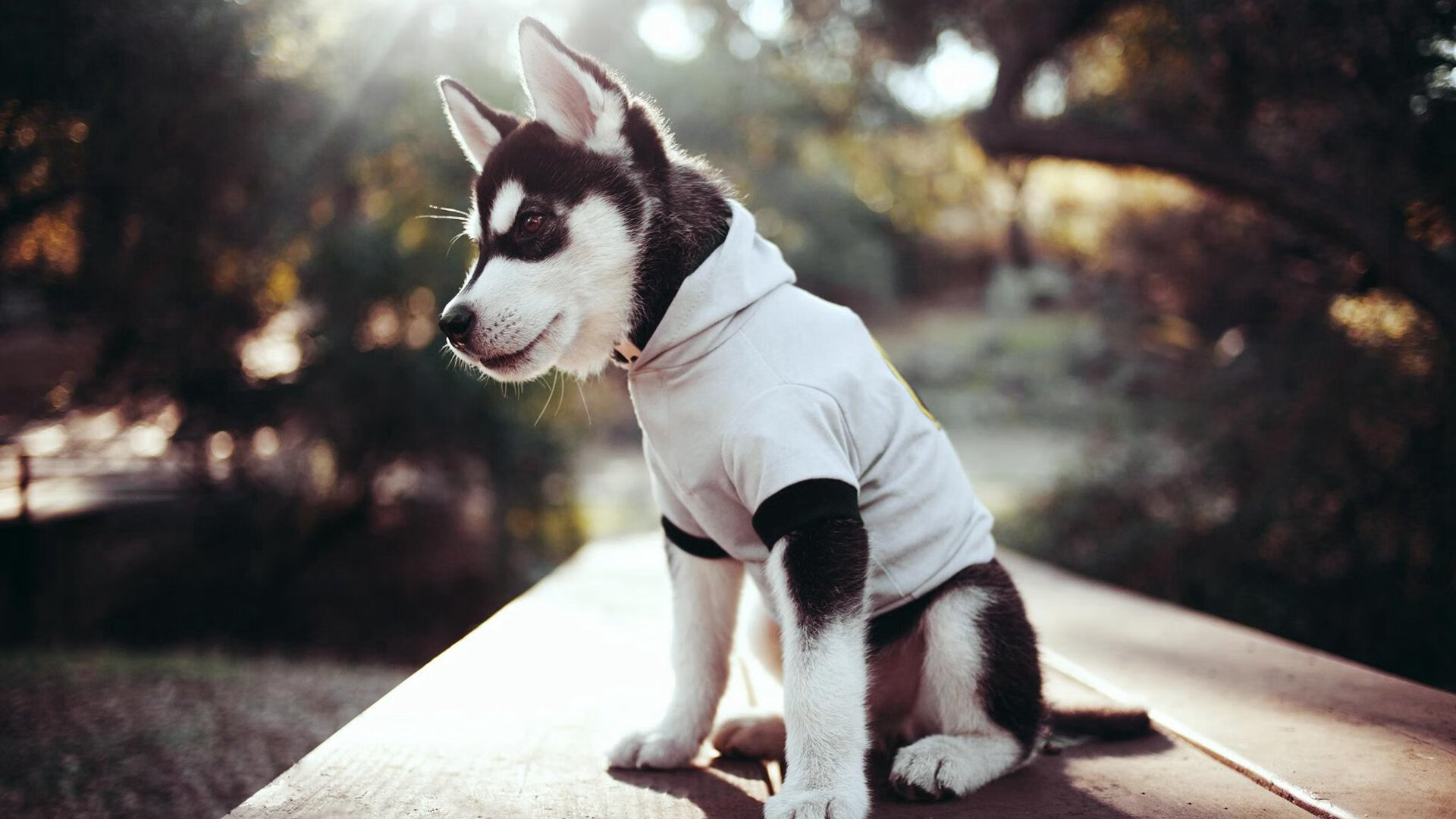 弗朗索瓦·霍尔茨豪伊泽：南非羚羊队的进攻发动机